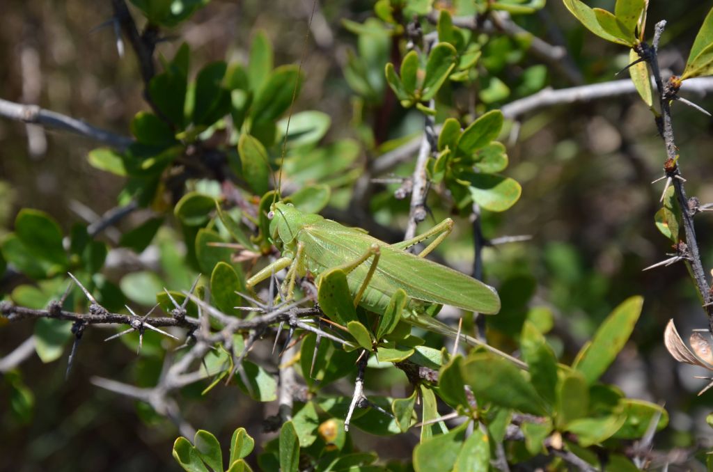 Tettigoniidae