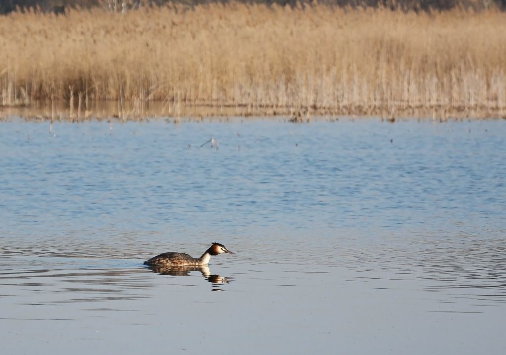 Podiceps cristatus (Linnaeus, 1758)