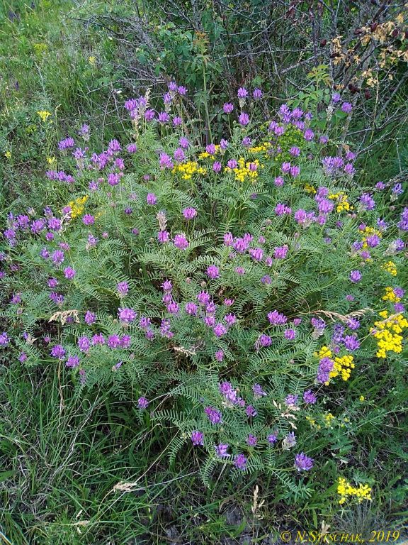 Astragalus onobrychis L.