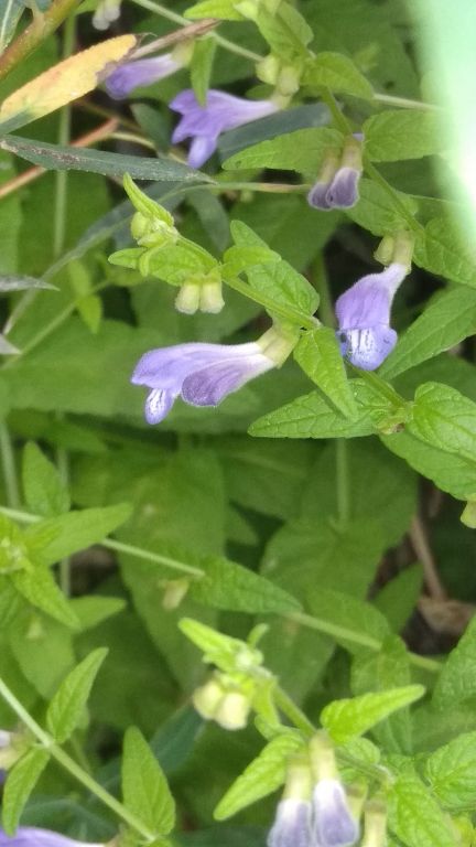 Scutellaria galericulata L.