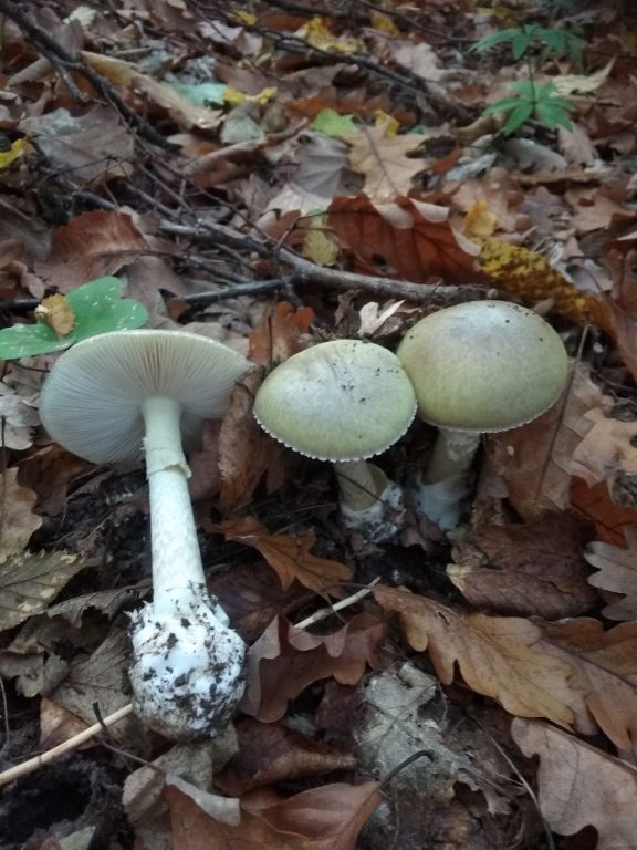 Amanita phalloides (Vaill. ex Fr.) Link