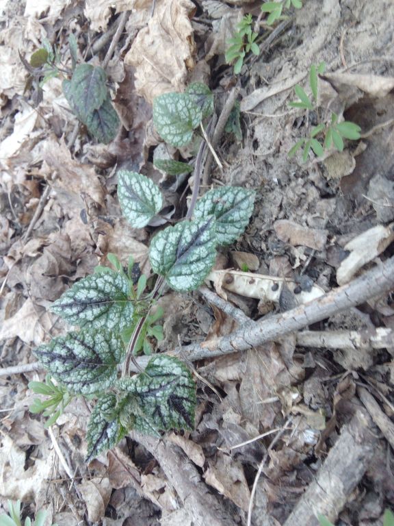 Lamium galeobdolon (L.) L.
