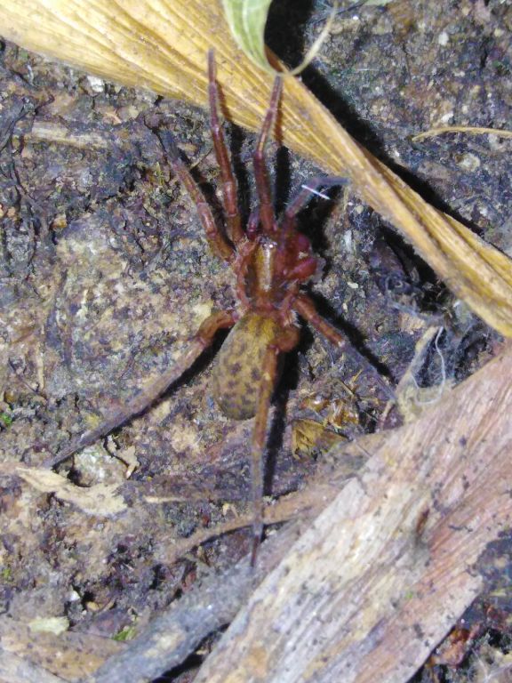 Agelenidae
