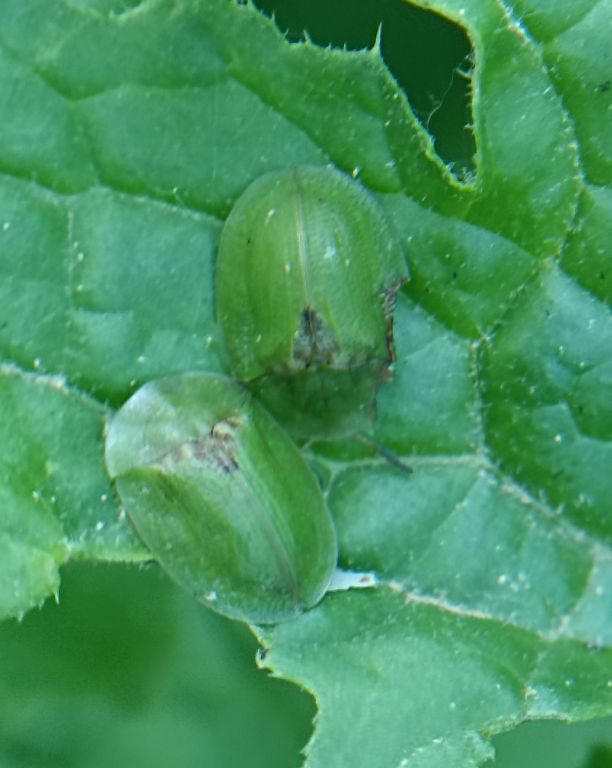 Cassida (Cassida) rubiginosa O.F.Muller, 1776