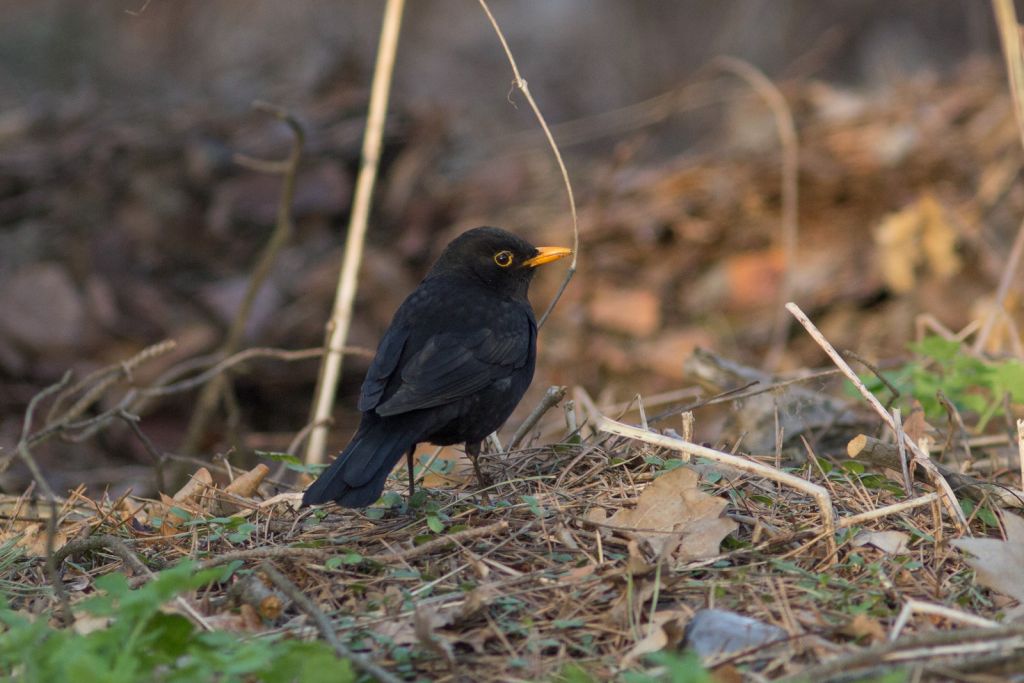 Turdus merula Linnaeus, 1758
