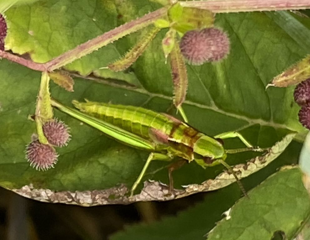 Tettigoniidae