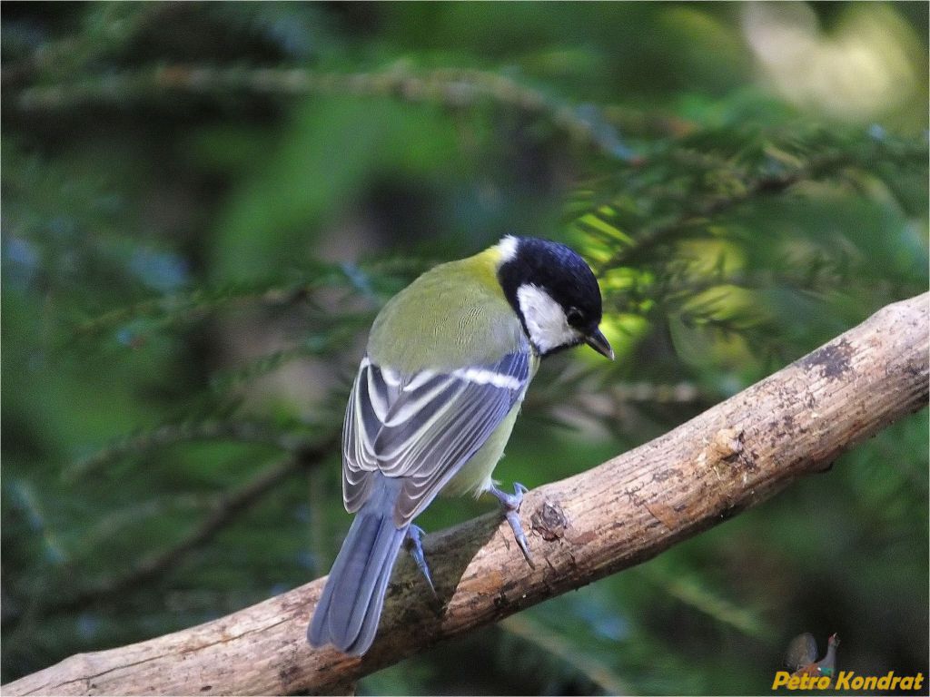 Parus major Linnaeus, 1758