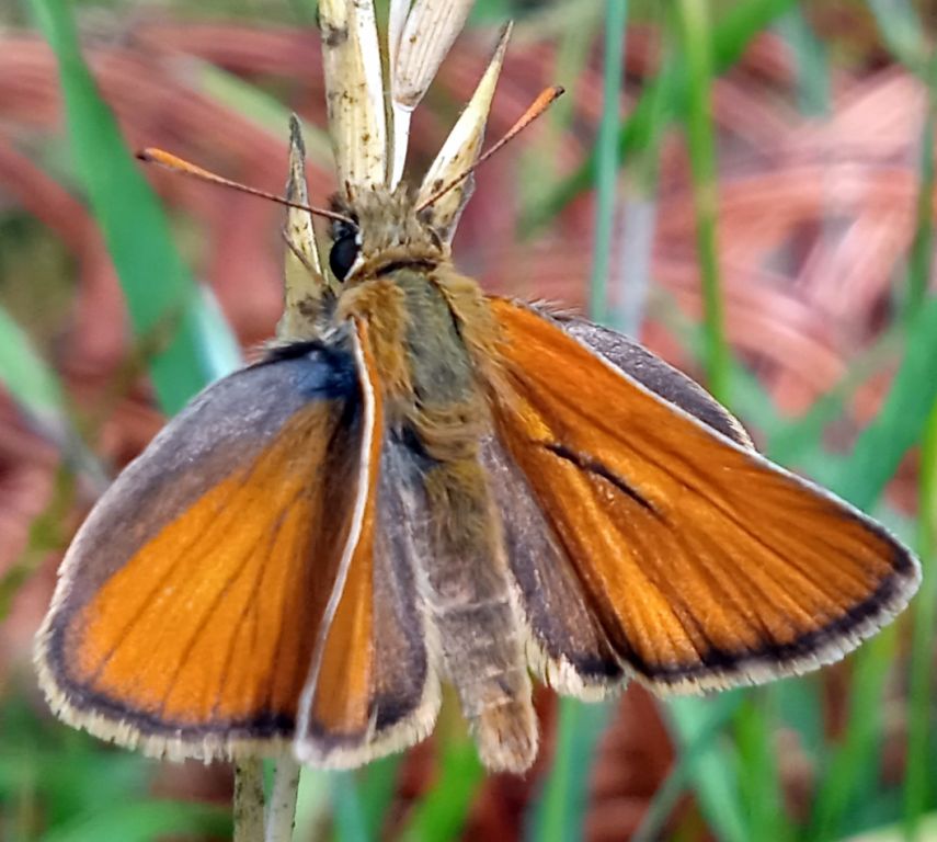 Thymelicus sylvestris (Poda von Neuhaus, 1761)