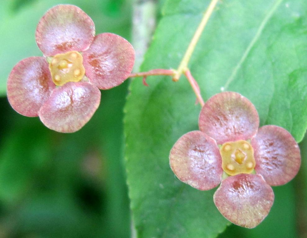 Euonymus verrucosus Scop.