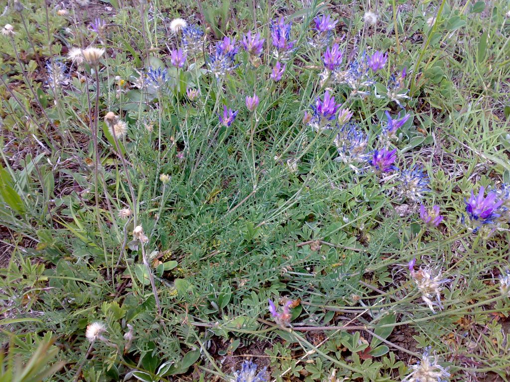 Astragalus onobrychis L.
