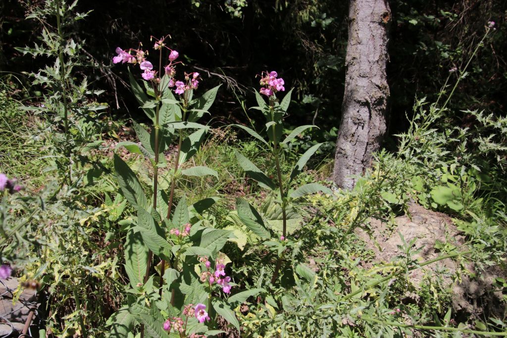 Impatiens glandulifera Royle