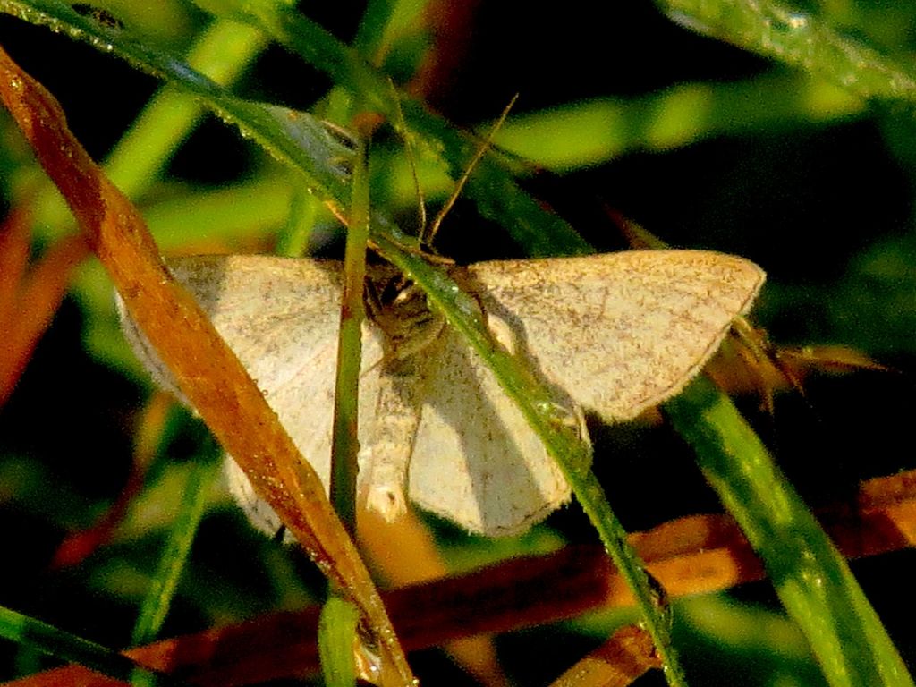 Geometridae