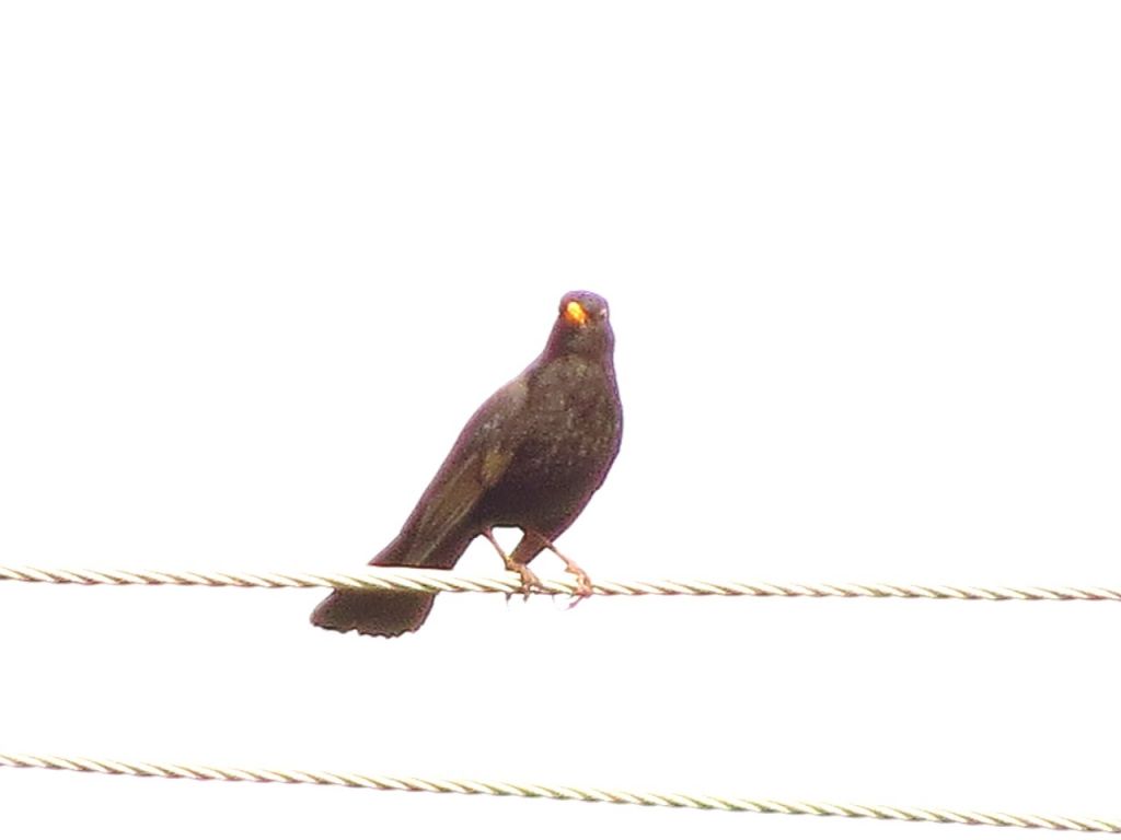 Turdus merula Linnaeus, 1758