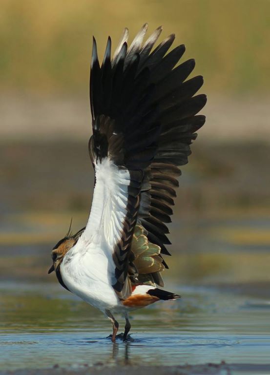 Vanellus vanellus (Linnaeus, 1758)