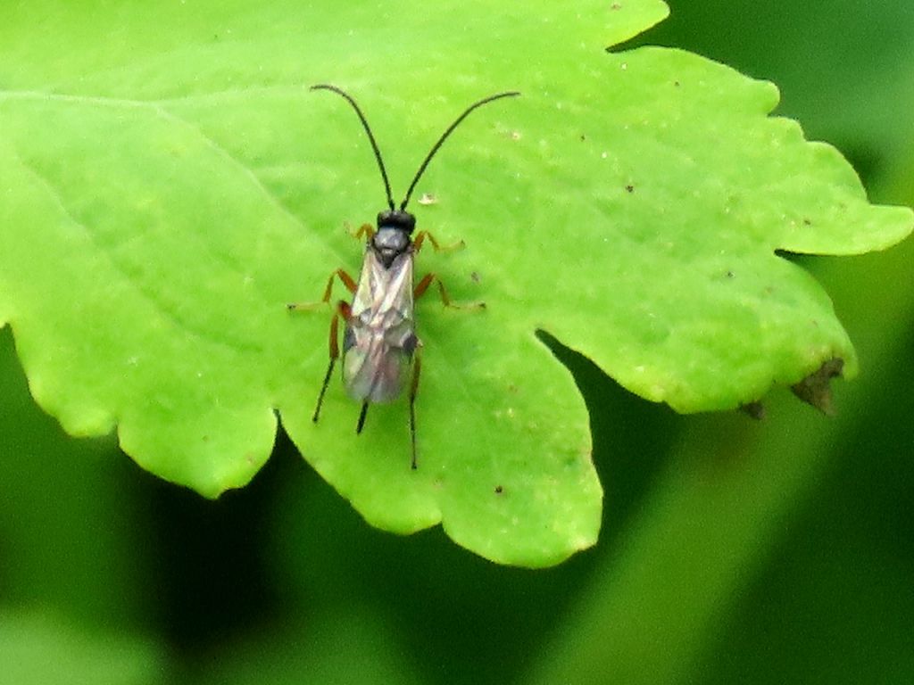 Parasitica