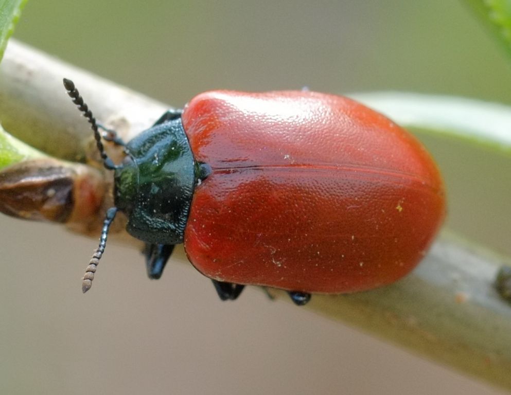 Chrysomela (Chrysomela) populi Linnaeus, 1758