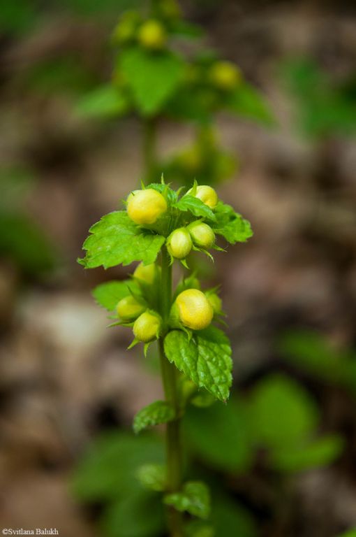 Lamium galeobdolon (L.) L.