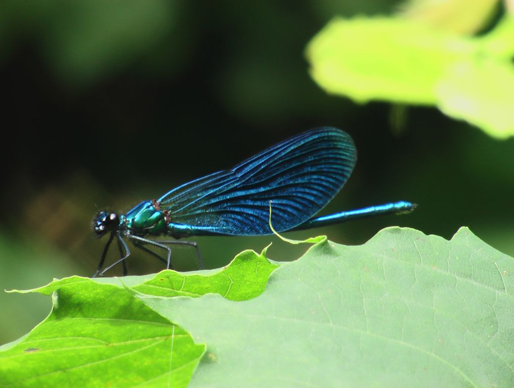 Calopteryx splendens (Harris, 1782)