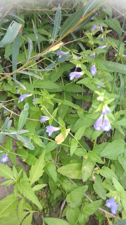 Scutellaria galericulata L.