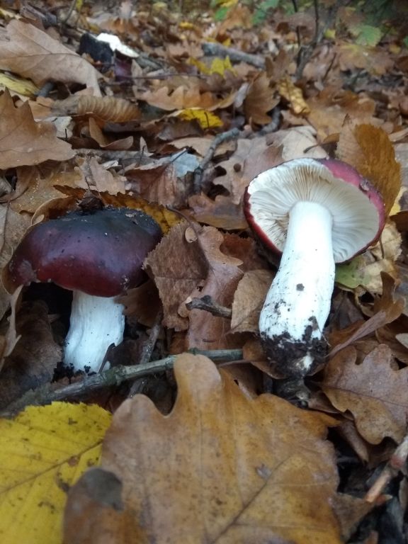 Russula