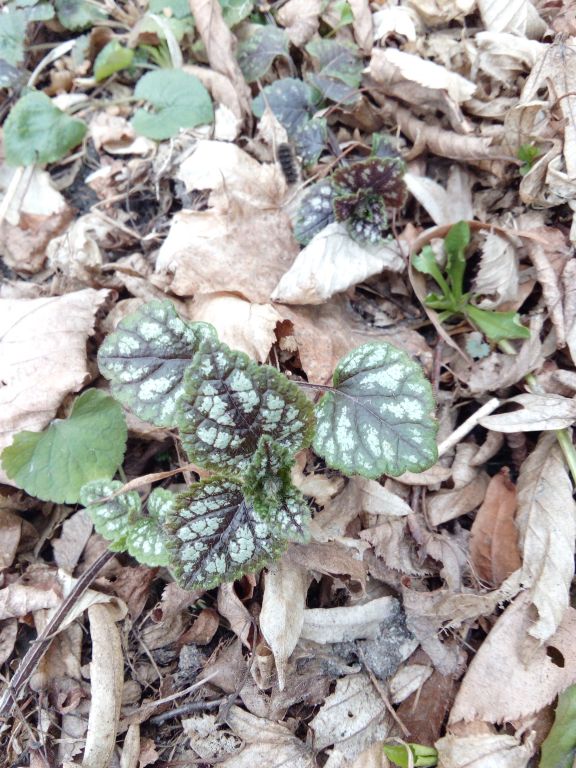 Lamium galeobdolon (L.) L.