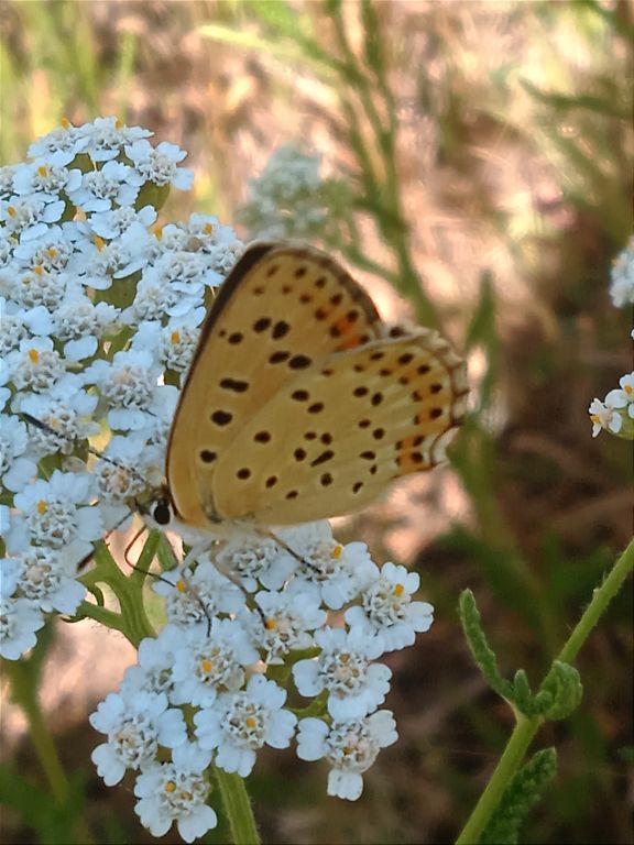 Lycaena tityrus (Poda von Neuhaus, 1761)