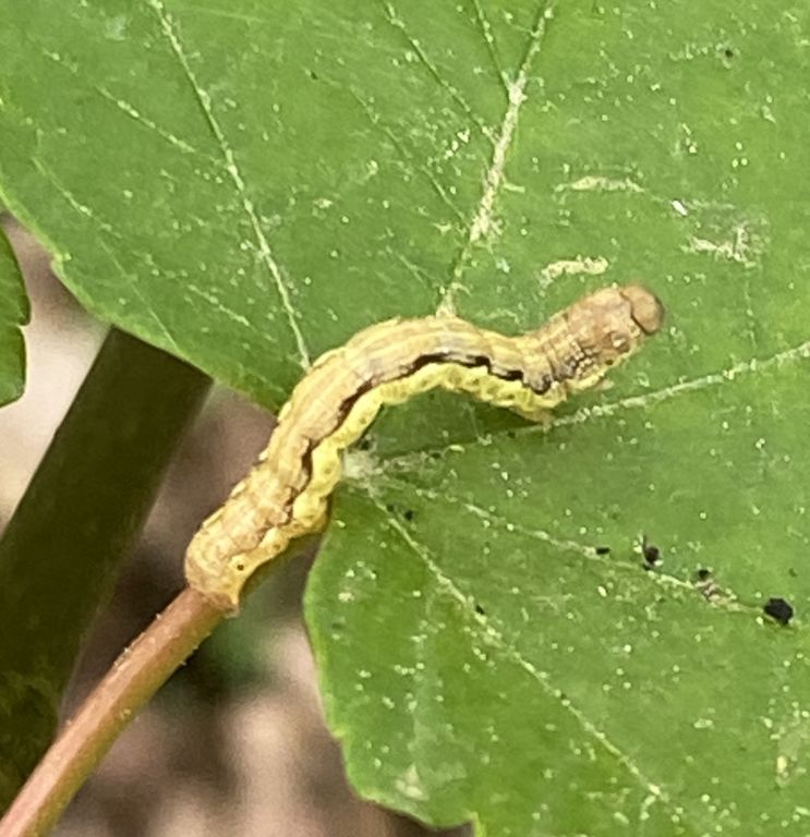 Erannis defoliaria (Clerck, 1759)
