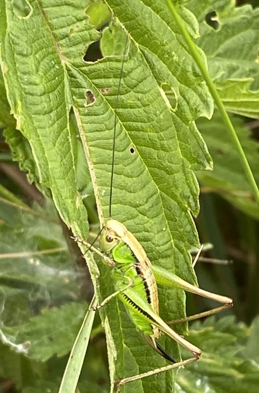 Tettigoniidae