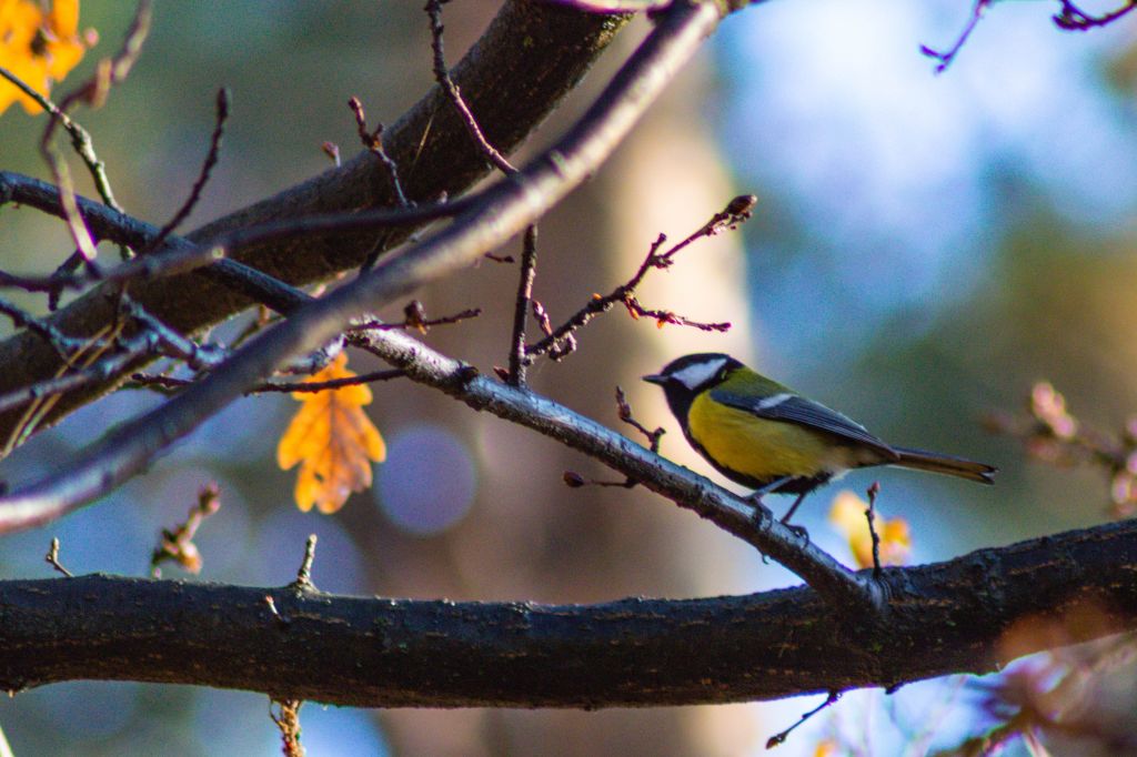 Parus major Linnaeus, 1758