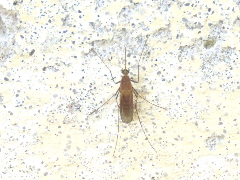 Culicidae Meigen, 1818