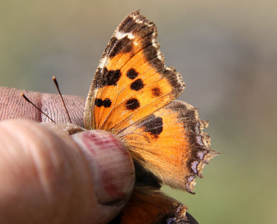 Nymphalis xanthomelas (Esper, 1781)