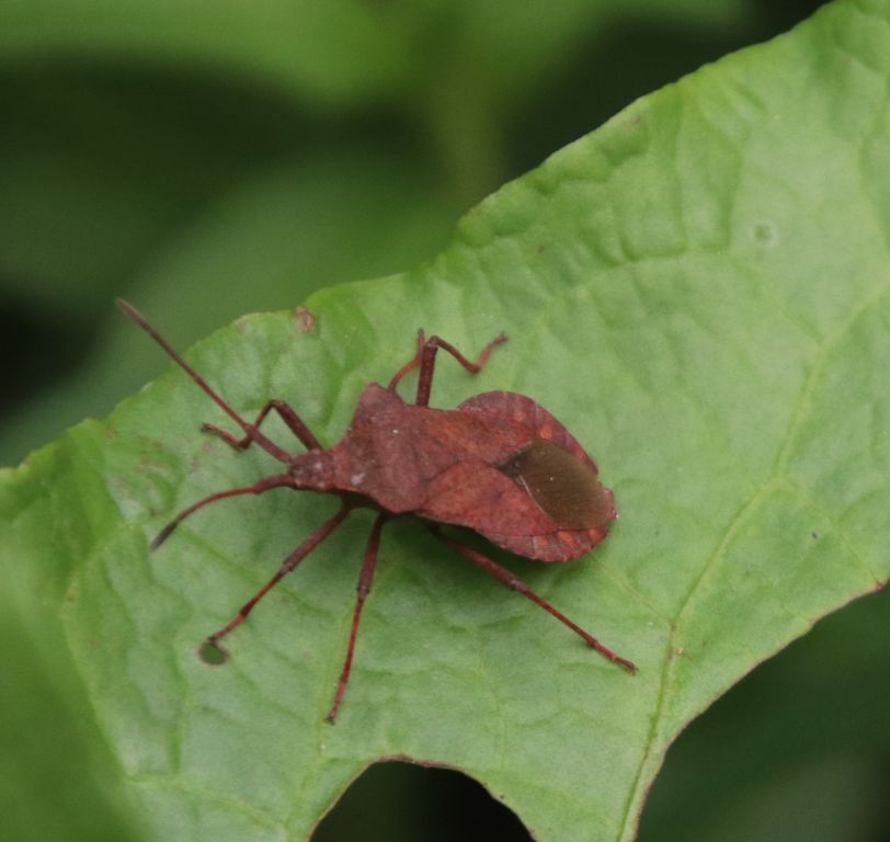 Coreus marginatus (Linnaeus, 1758)