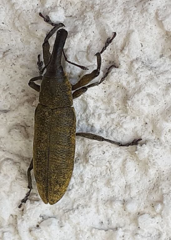 Lixus (Dilixellus) pulverulentus (Scopoli, 1763)