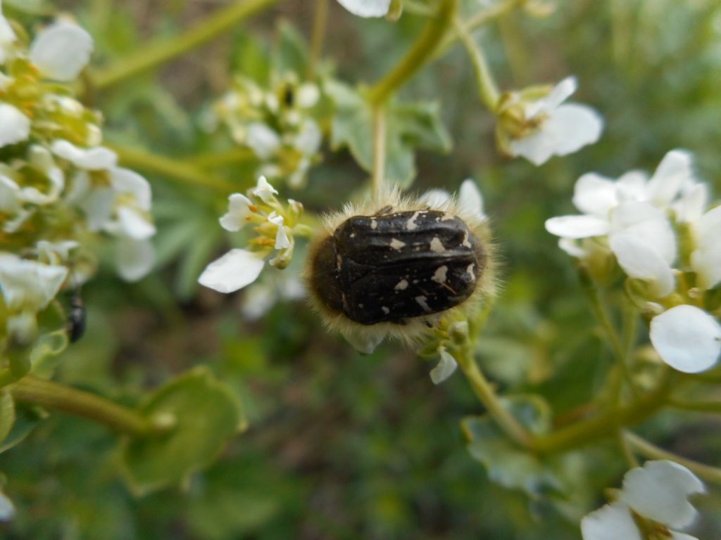 Tropinota (Epicometis) hirta (Poda, 1761)