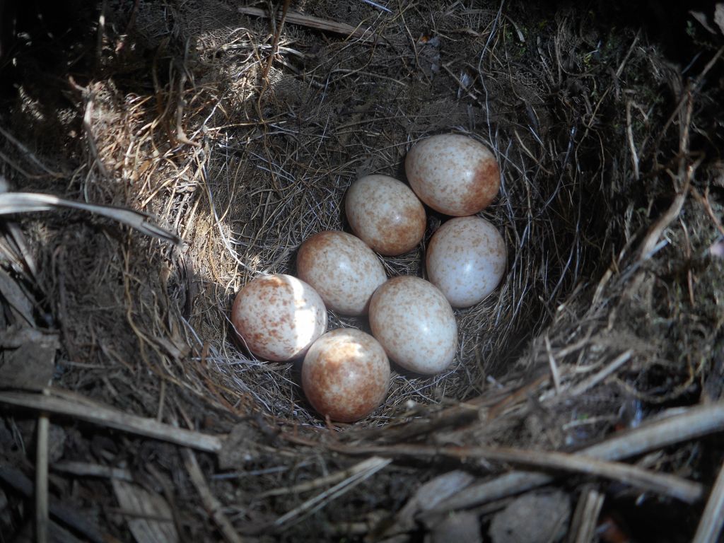 Erithacus rubecula (Linnaeus, 1758)