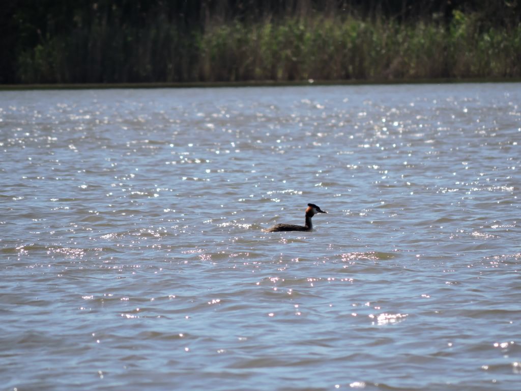 Podiceps cristatus (Linnaeus, 1758)