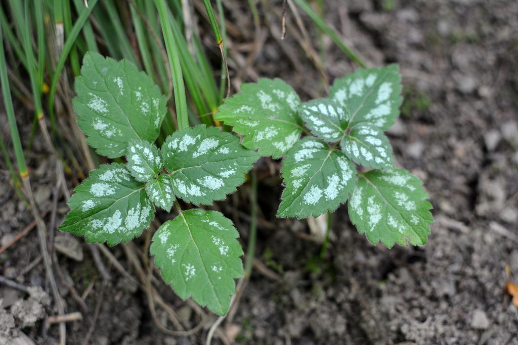 Lamium galeobdolon (L.) L.