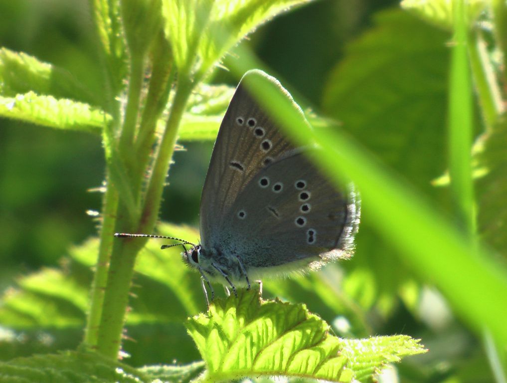 Cyaniris semiargus (Rottemburg, 1775)