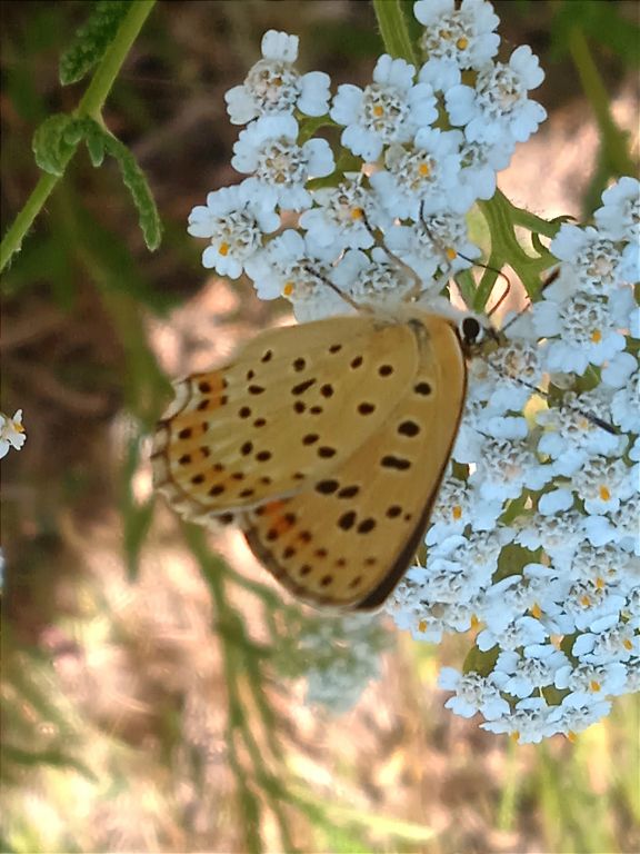 Lycaena tityrus (Poda von Neuhaus, 1761)