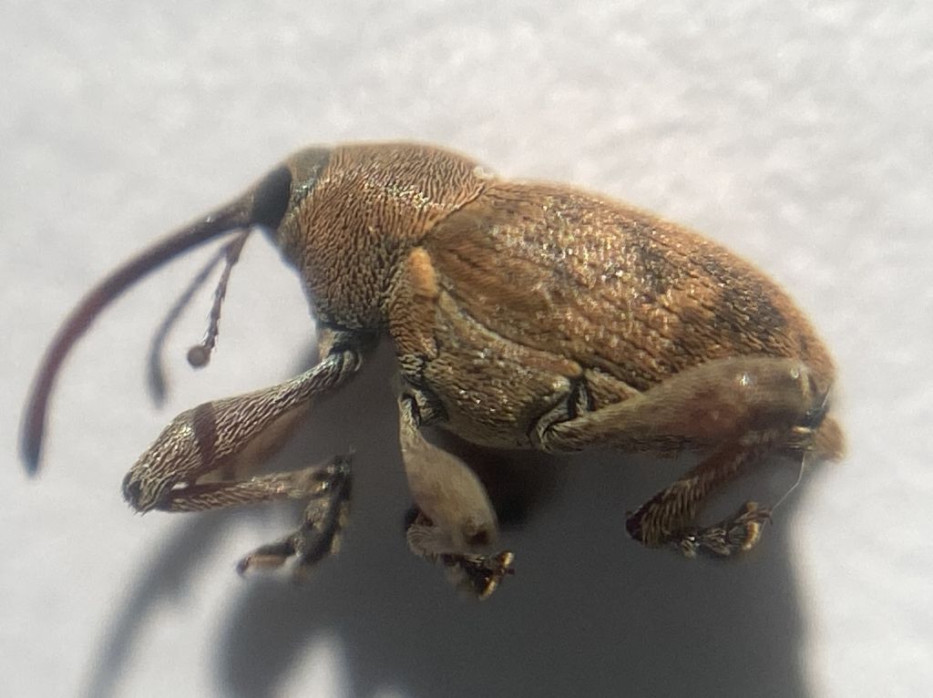 Curculio glandium Marsham, 1802