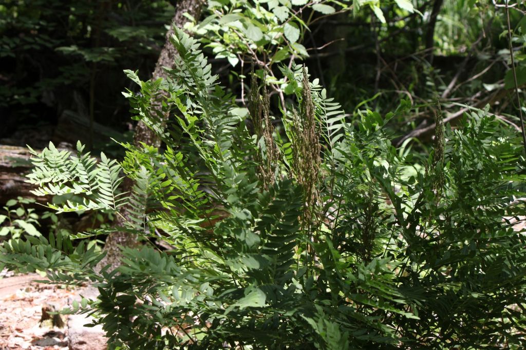 Osmunda regalis