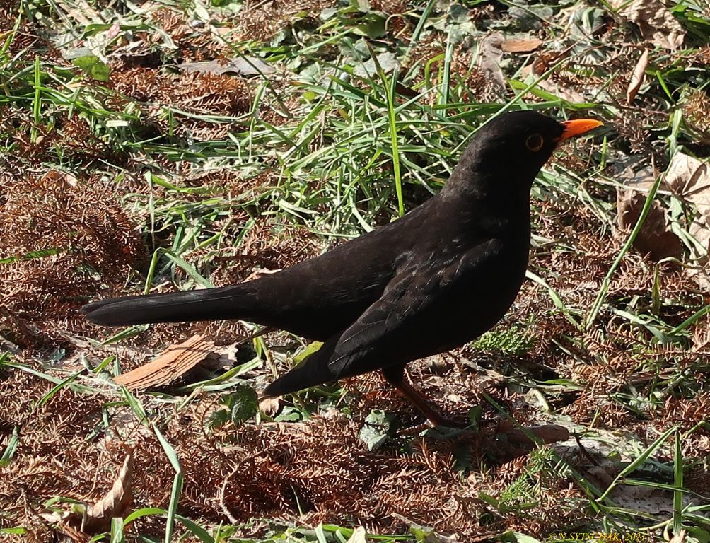 Turdus merula Linnaeus, 1758