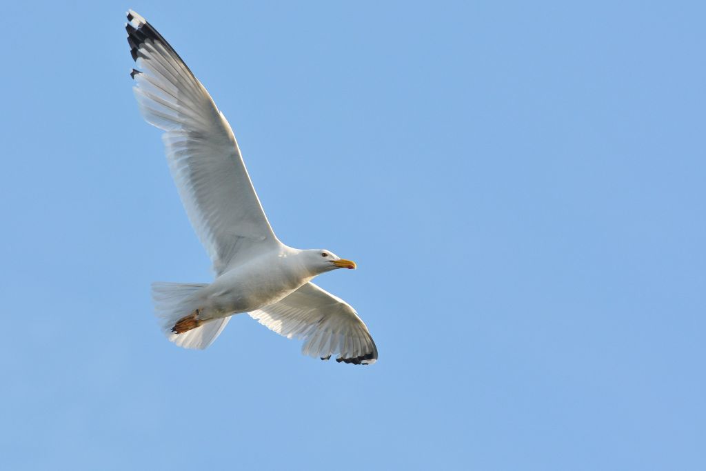 Larus cachinnans Pallas, 1811
