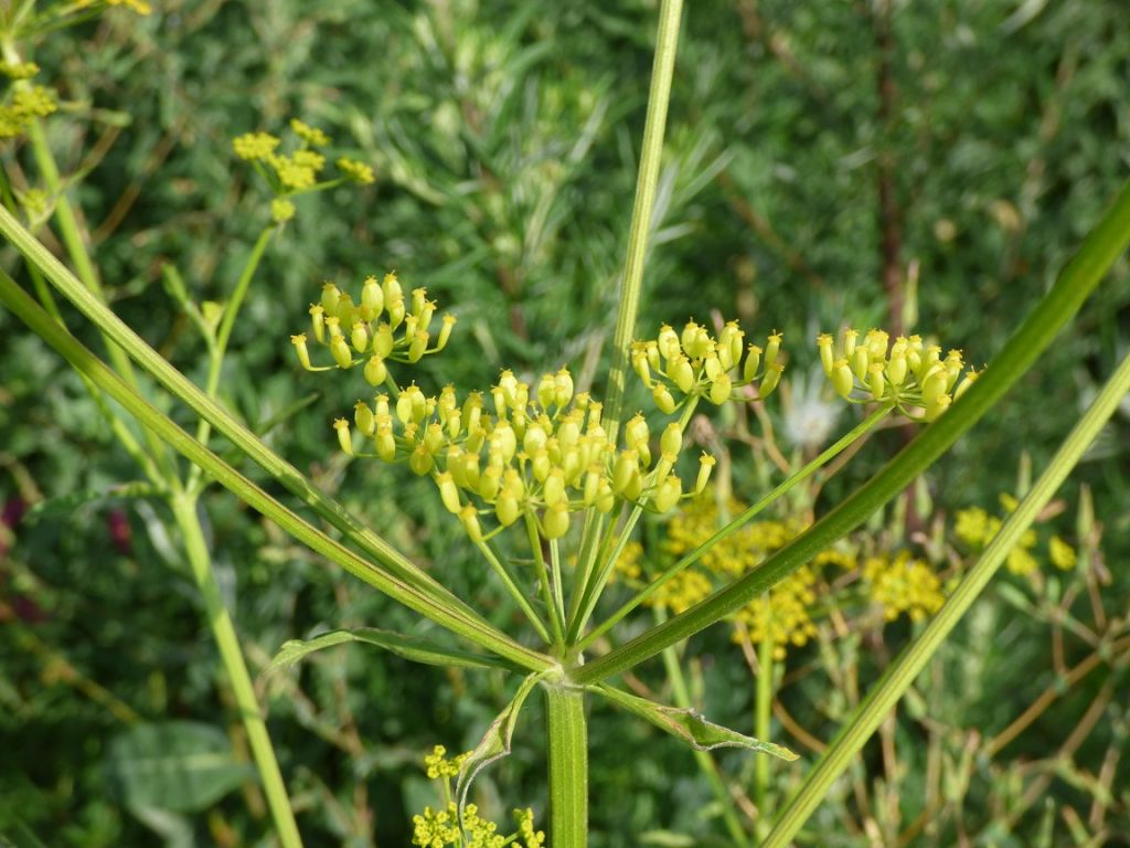Pastinaca sativa L.
