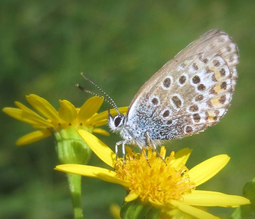 Plebejus (Plebejus) argus (Linnaeus, 1758)