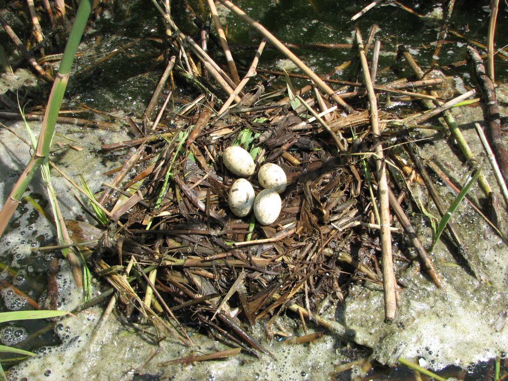 Podiceps cristatus (Linnaeus, 1758)