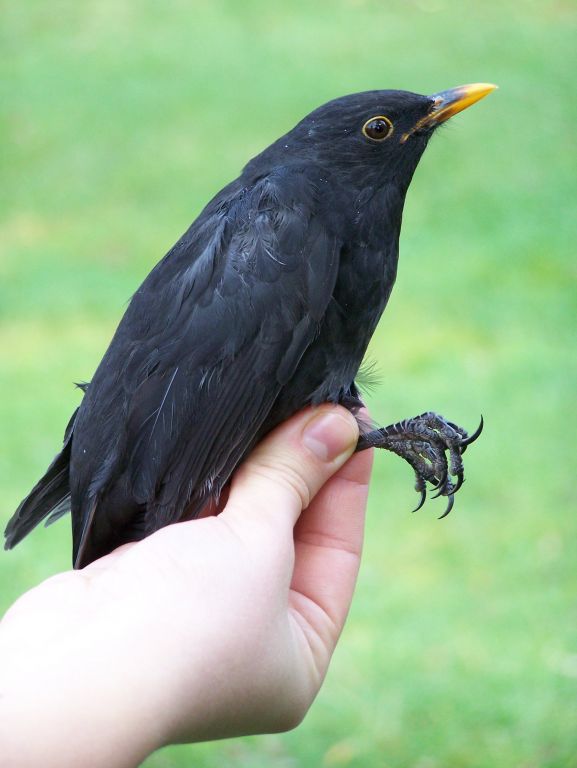 Turdus merula Linnaeus, 1758