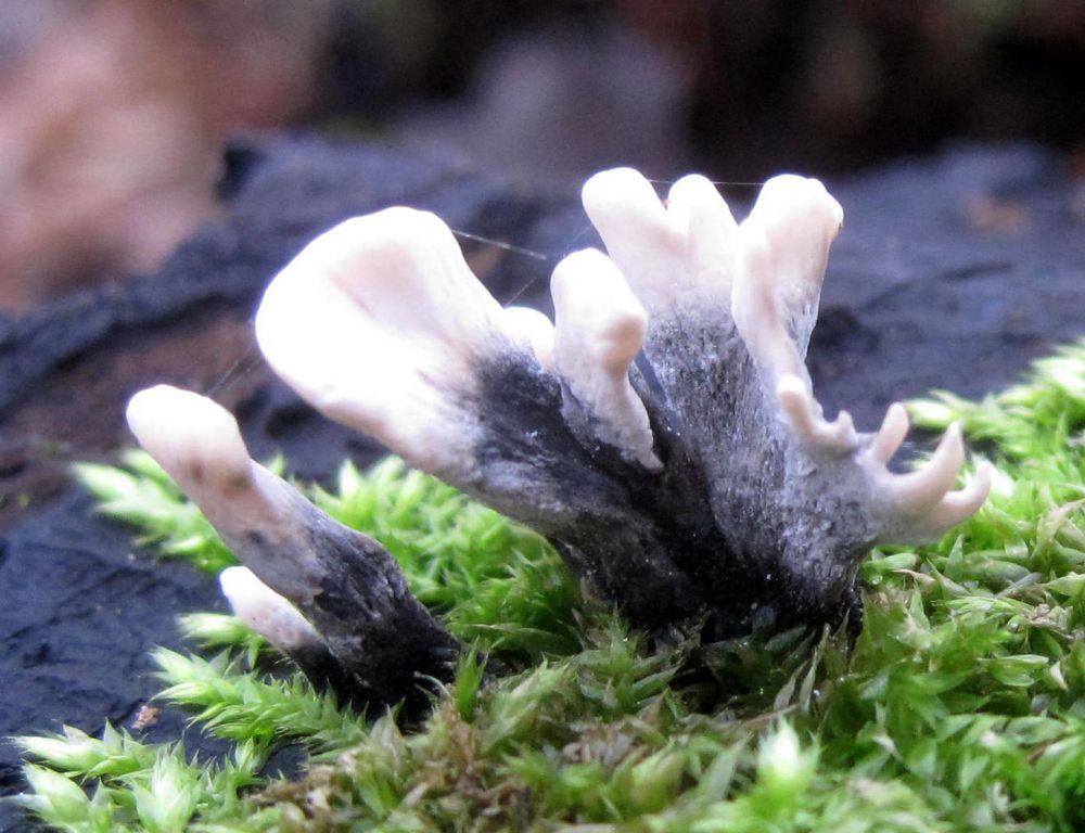 Xylaria hypoxylon (L.) Grev.