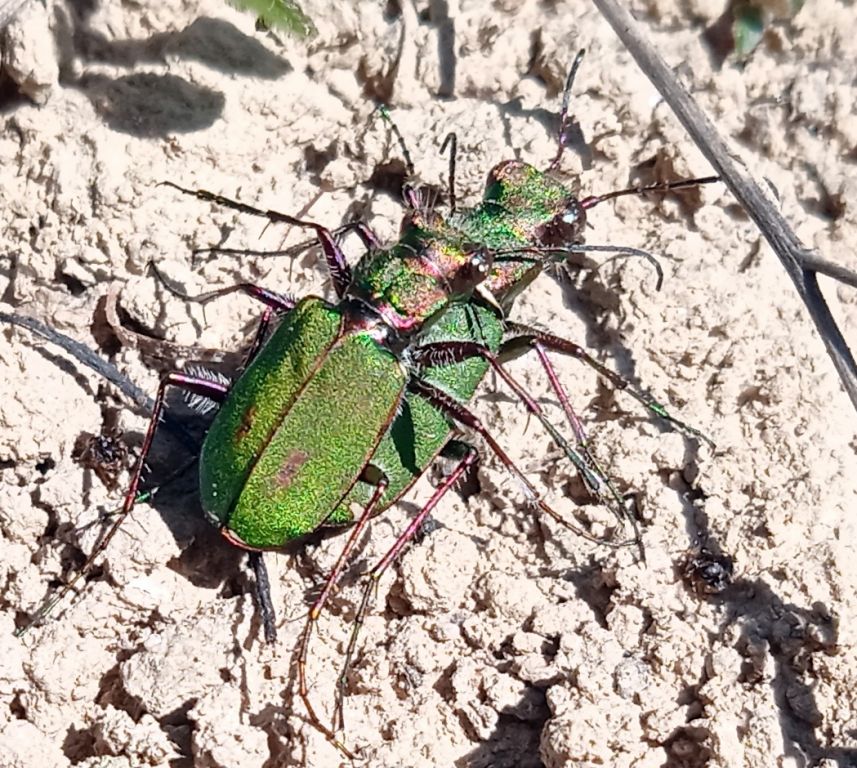 Cicindela (Cicindela) campestris Linnaeus, 1758