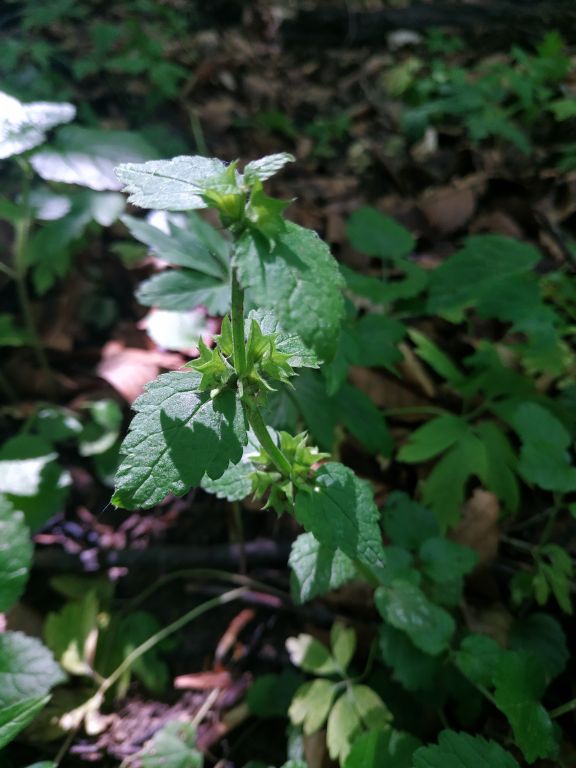 Lamium galeobdolon (L.) L.